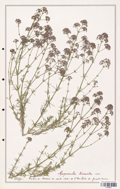 Asperula hirsuta  (Rubiaceae)