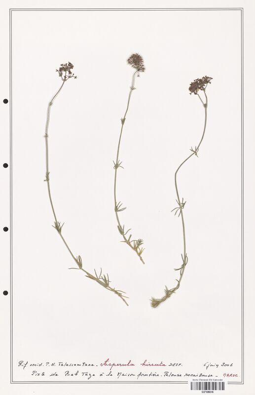 Asperula hirsuta  (Rubiaceae)