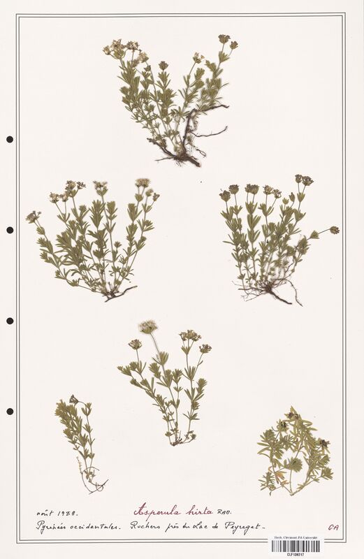 Asperula hirta  (Rubiaceae)