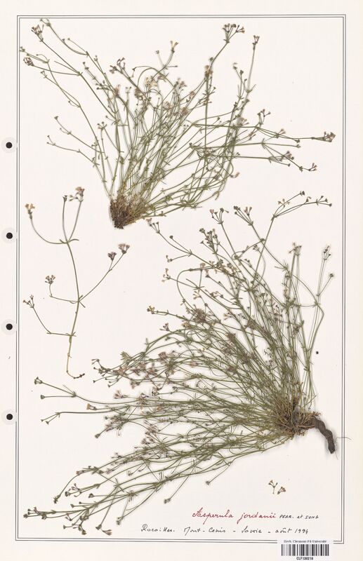 Asperula jordanii  (Rubiaceae)