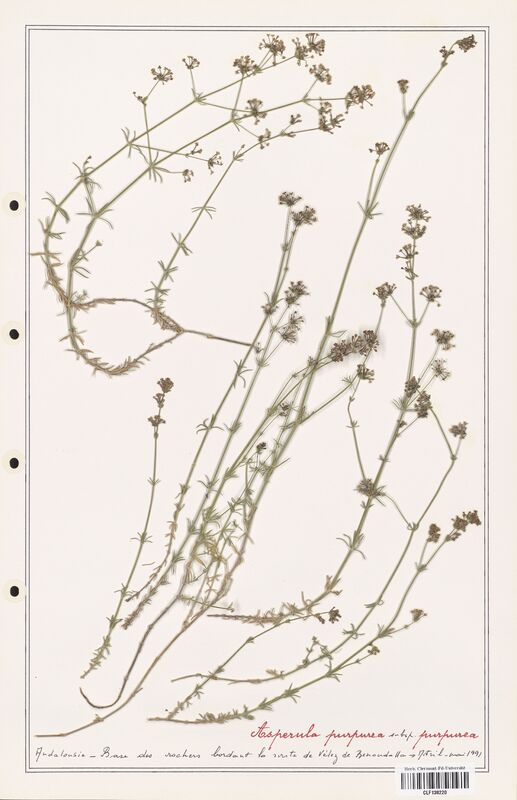 Asperula purpurea  (Rubiaceae)