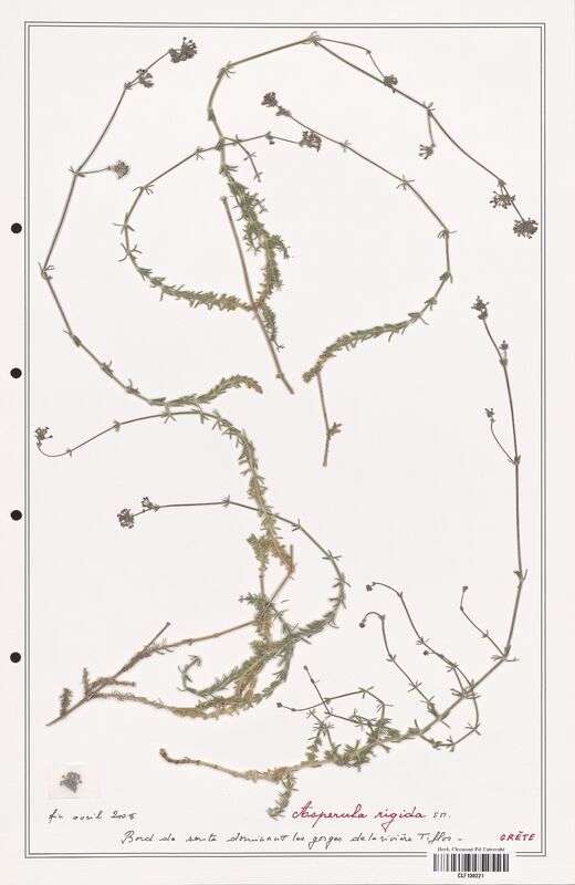 Asperula rigida  (Rubiaceae)