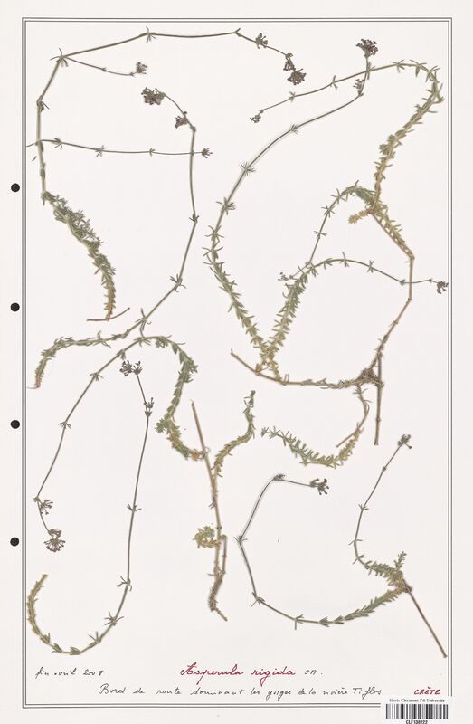 Asperula rigida  (Rubiaceae)