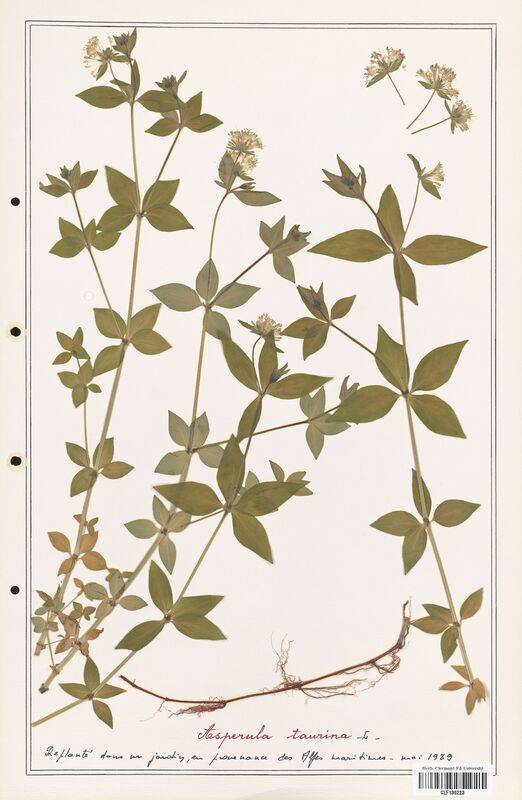 Asperula taurina  (Rubiaceae)