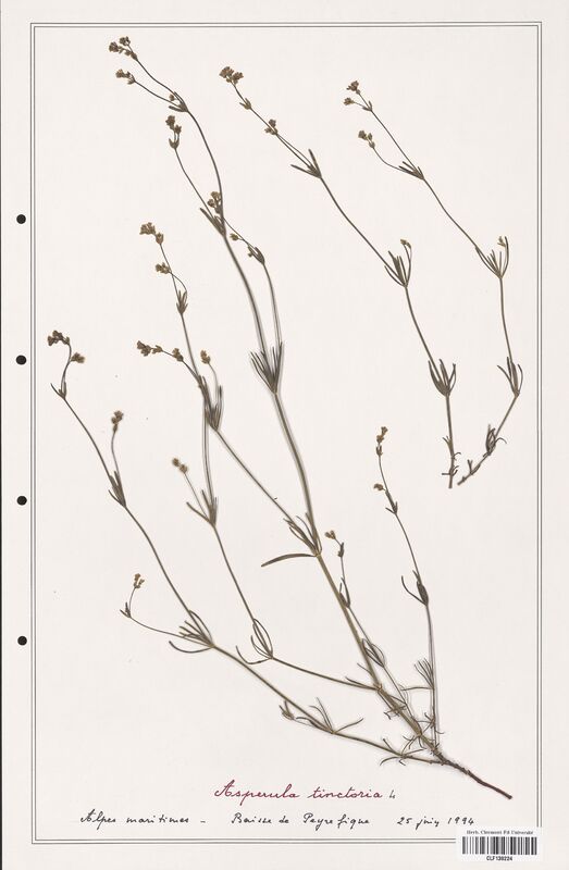 Asperula tinctoria  (Rubiaceae)