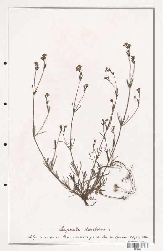 Asperula tinctoria  (Rubiaceae)