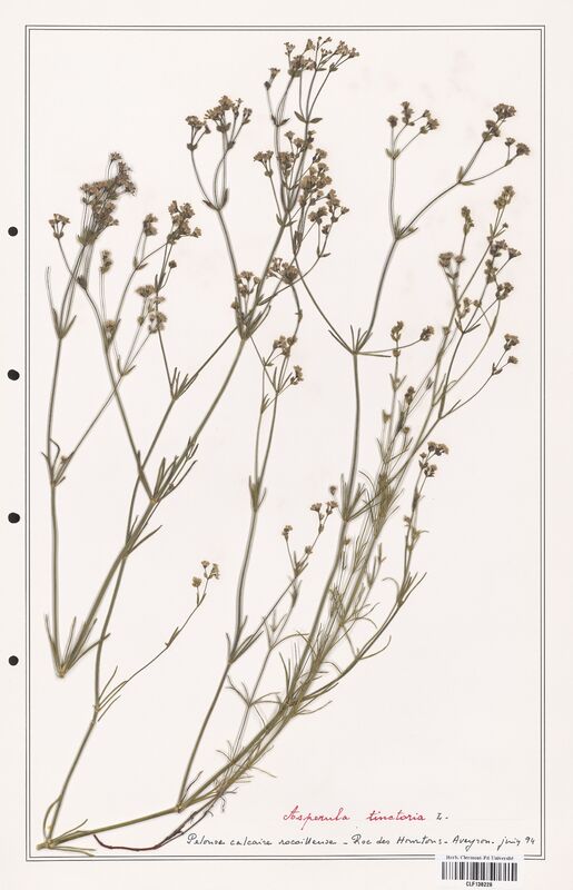 Asperula tinctoria  (Rubiaceae)