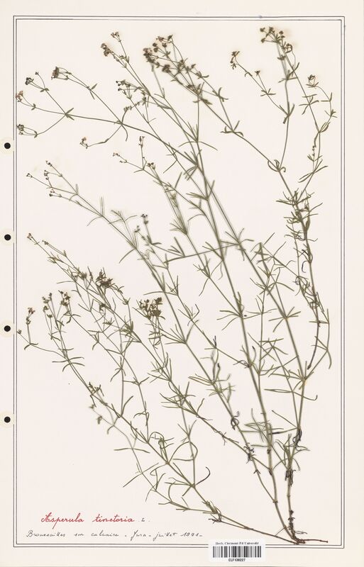 Asperula tinctoria  (Rubiaceae)