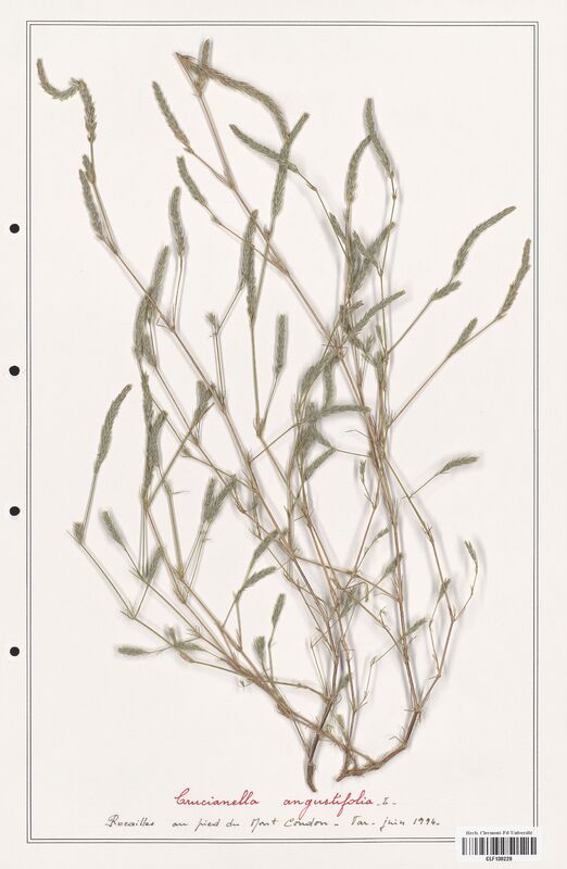 Crucianella angustifolia  (Rubiaceae)