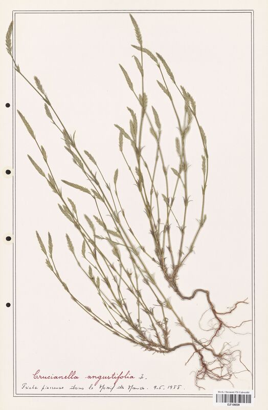 Crucianella angustifolia  (Rubiaceae)