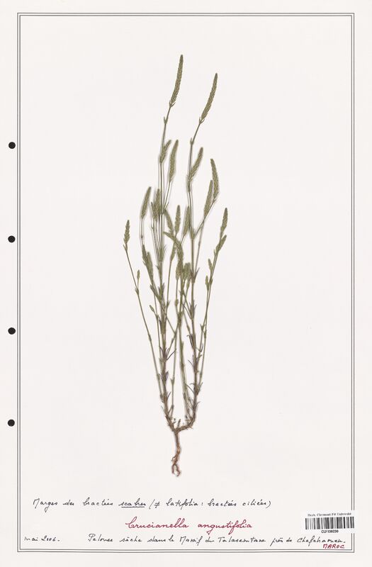 Crucianella angustifolia  (Rubiaceae)