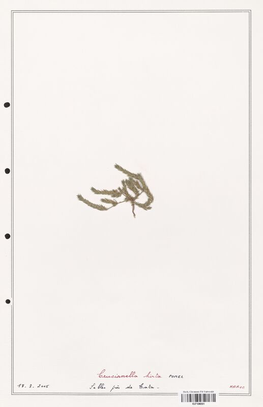 Crucianella hirta  (Rubiaceae)