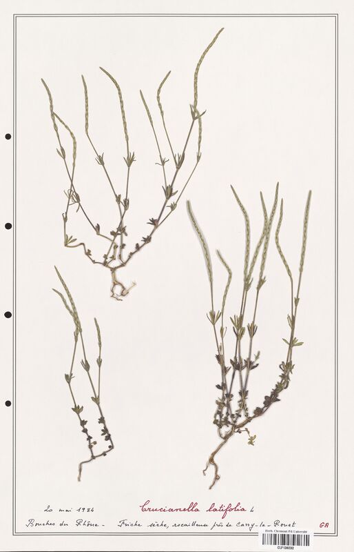 Crucianella latifolia  (Rubiaceae)