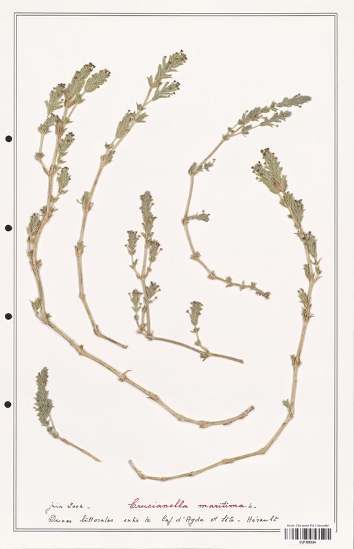 Crucianella maritima  (Rubiaceae)