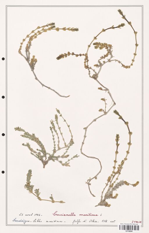 Crucianella maritima  (Rubiaceae)