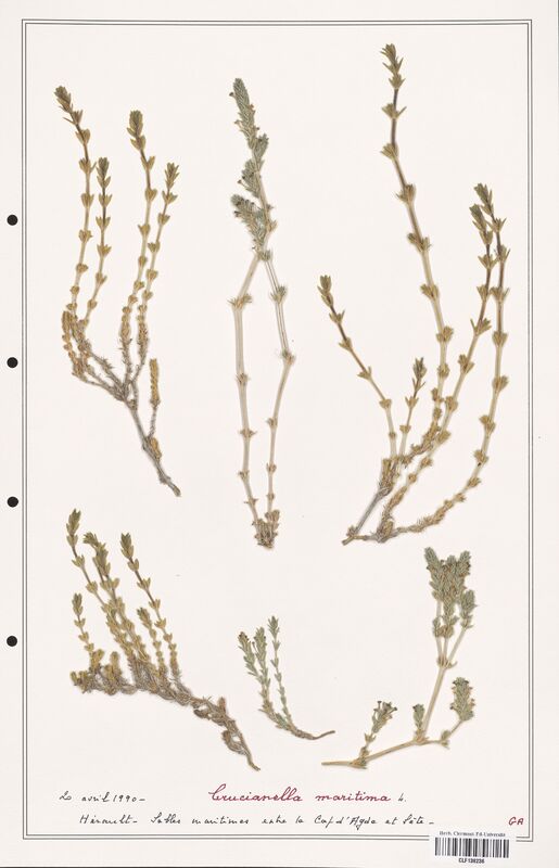 Crucianella maritima  (Rubiaceae)