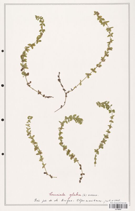 Cruciata glabra  (Rubiaceae)