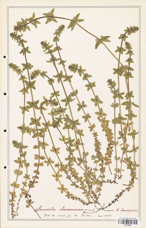 Cruciata chersonensis  (Rubiaceae)