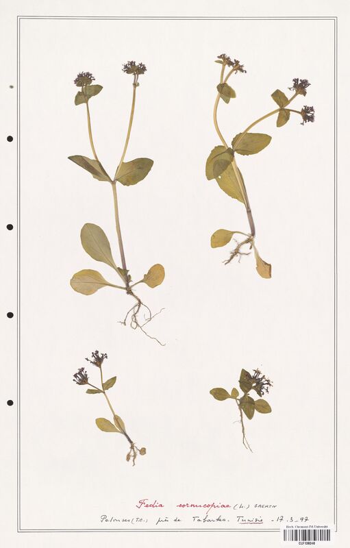 Fedia cornucopiae  (Rubiaceae)