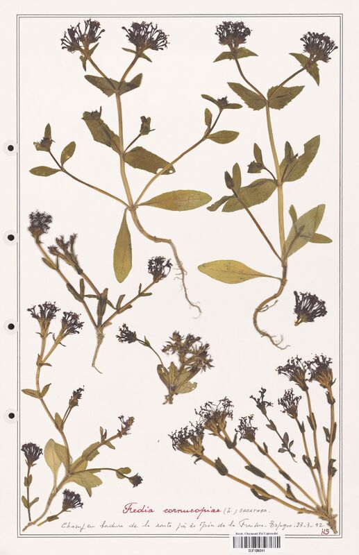 Fedia cornucopiae  (Rubiaceae)