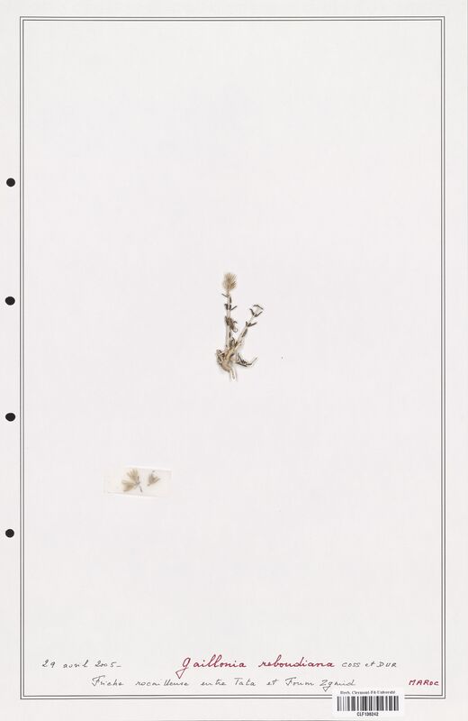 Gaillonia reboudiana  (Rubiaceae)