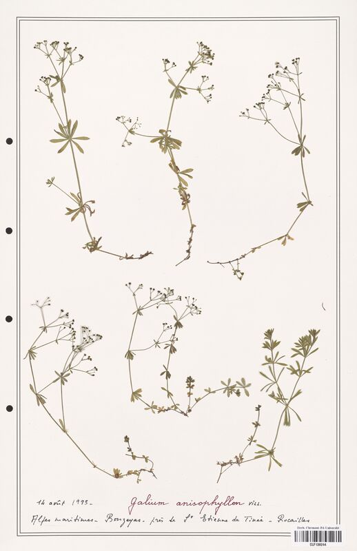 Galium anisophyllon  (Rubiaceae)