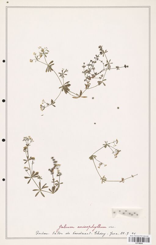 Galium anisophyllon  (Rubiaceae)