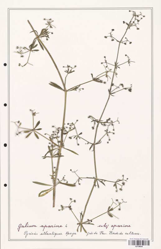 Galium aparine  (Rubiaceae)