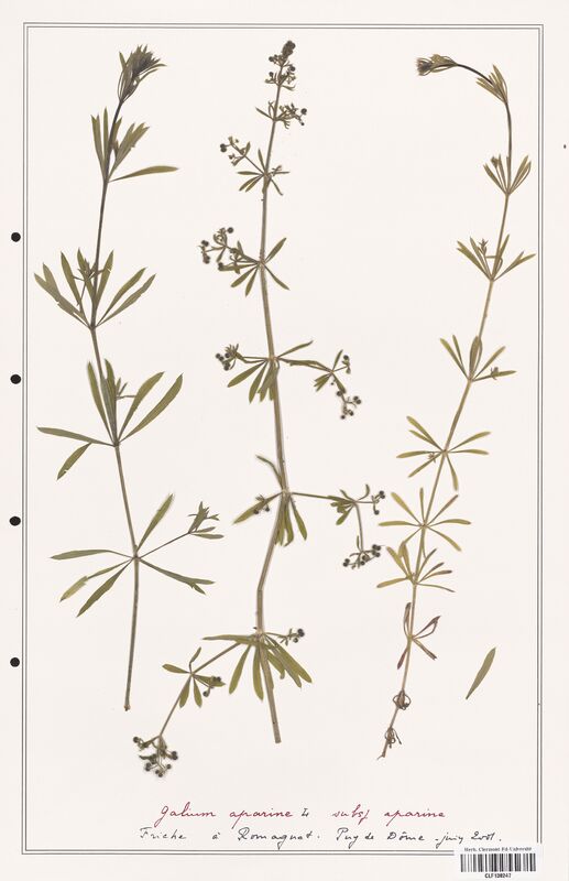 Galium aparine  (Rubiaceae)