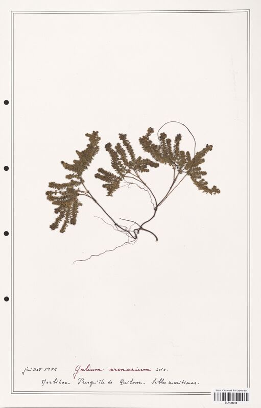 Galium arenarium  (Rubiaceae)