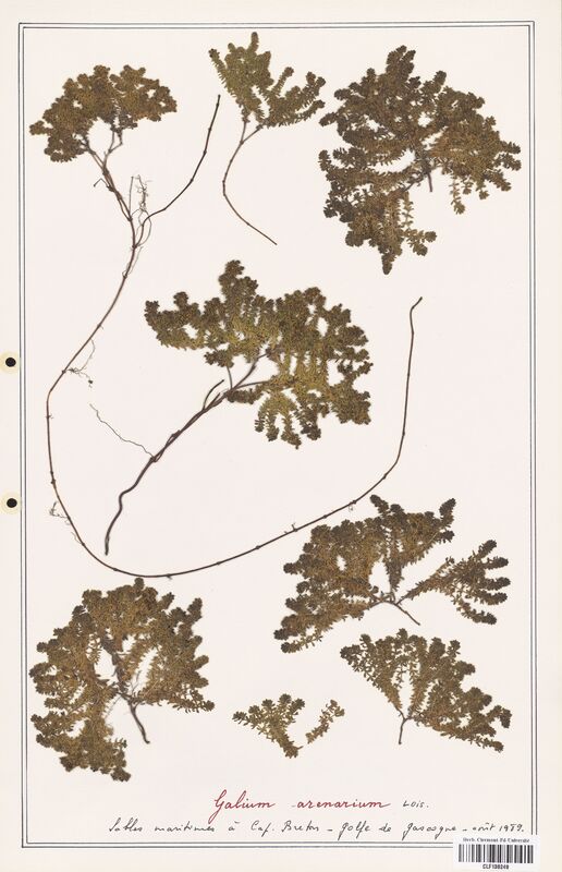 Galium arenarium  (Rubiaceae)