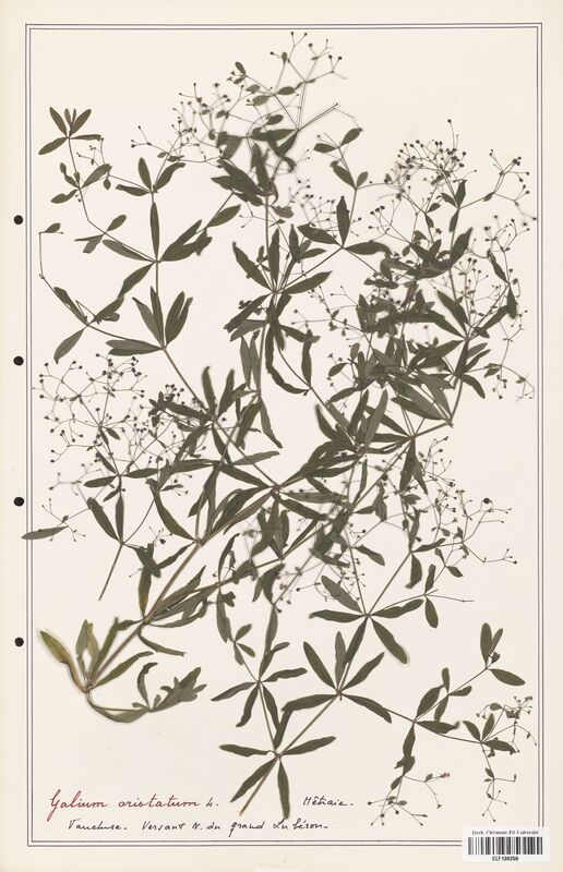 Galium aristatum  (Rubiaceae)