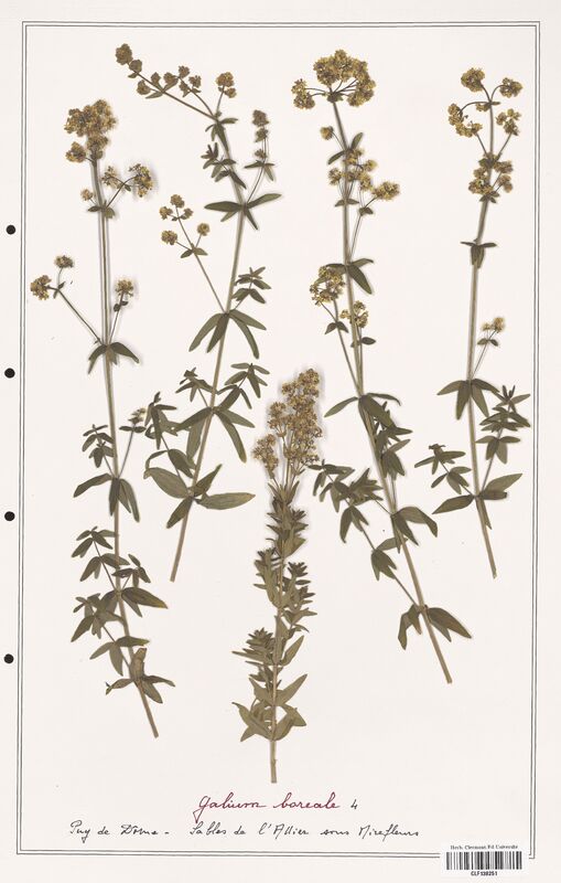 Galium boreale  (Rubiaceae)