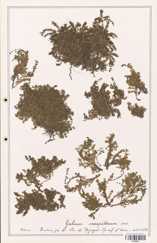 Galium caespitosum  (Rubiaceae)