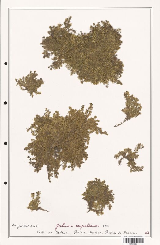 Galium caespitosum  (Rubiaceae)