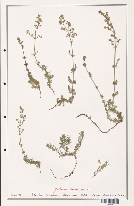 Galium cinereum  (Rubiaceae)