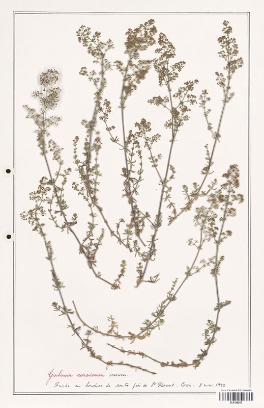 Galium corsicum  (Rubiaceae)
