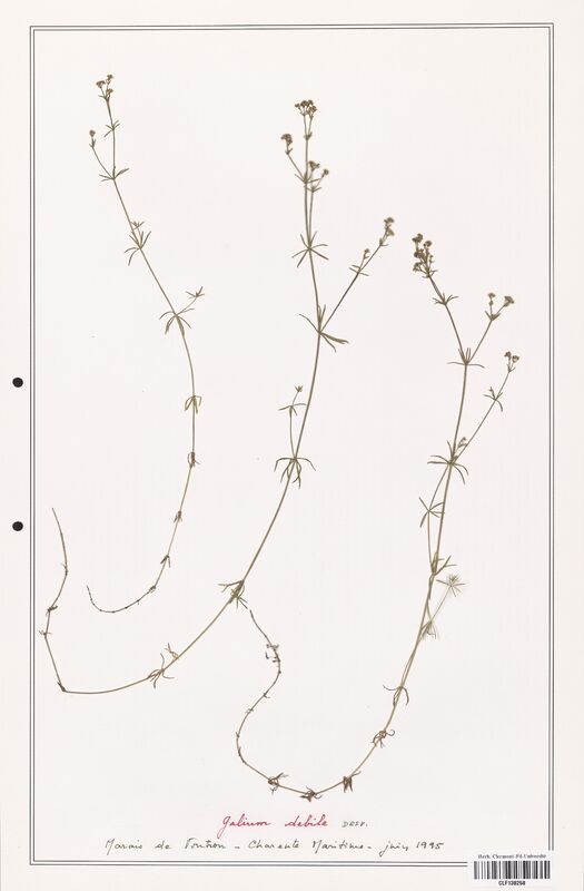 Galium debile  (Rubiaceae)