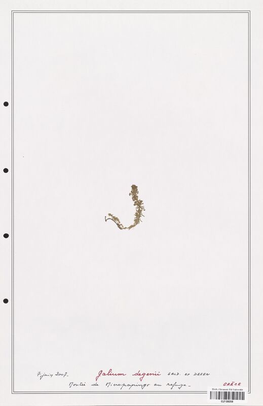 Galium degenii  (Rubiaceae)