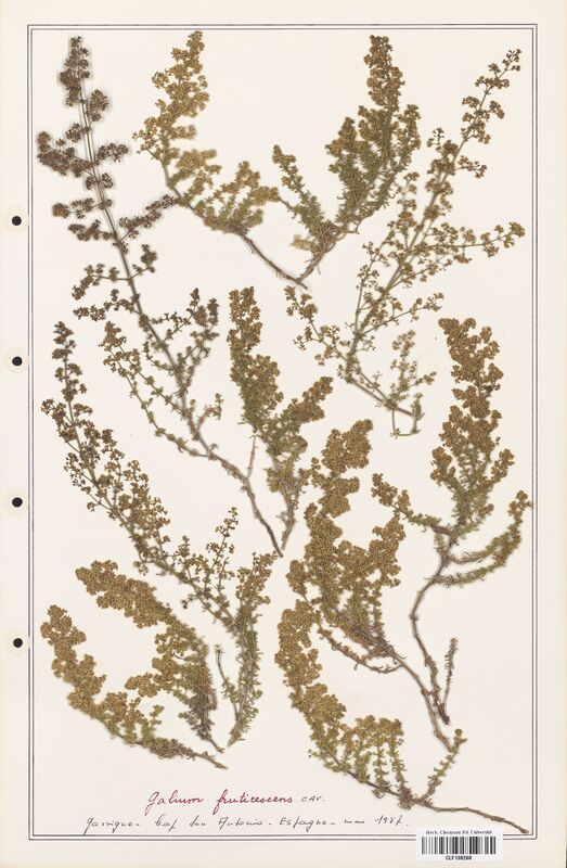 Galium fruticescens  (Rubiaceae)