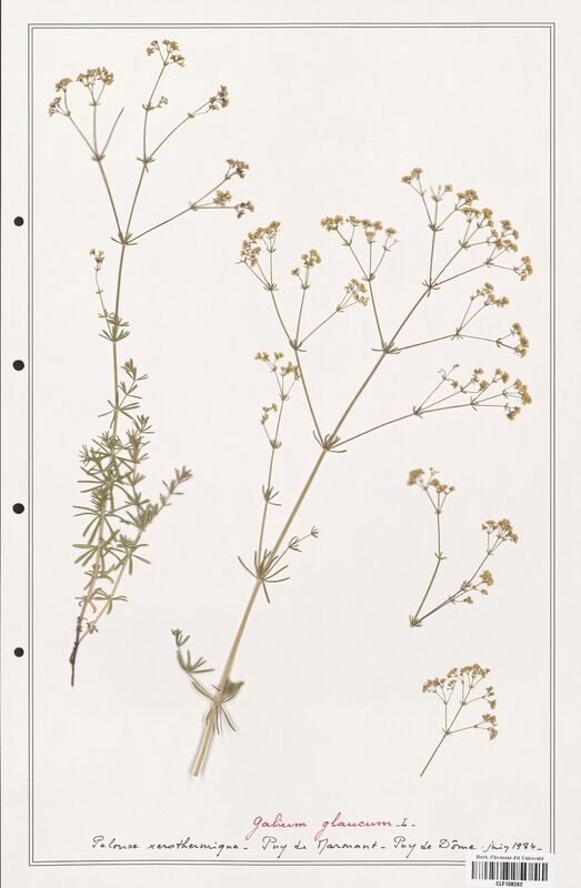 Galium glaucum  (Rubiaceae)