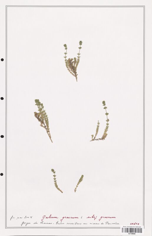 Galium graecum  (Rubiaceae)