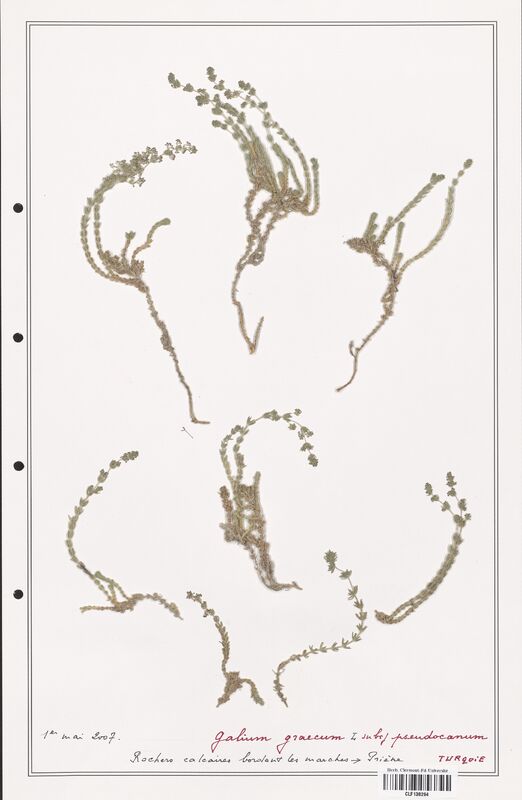 Galium graecum  (Rubiaceae)