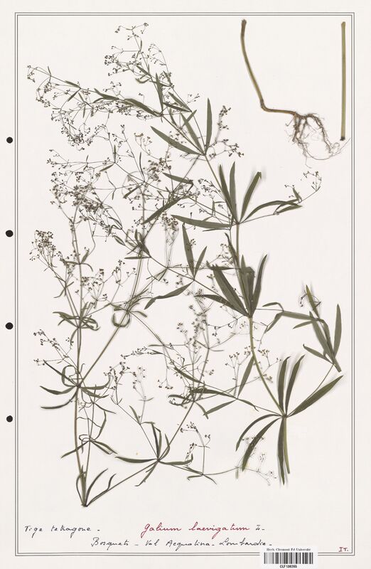 Galium laevigatum  (Rubiaceae)