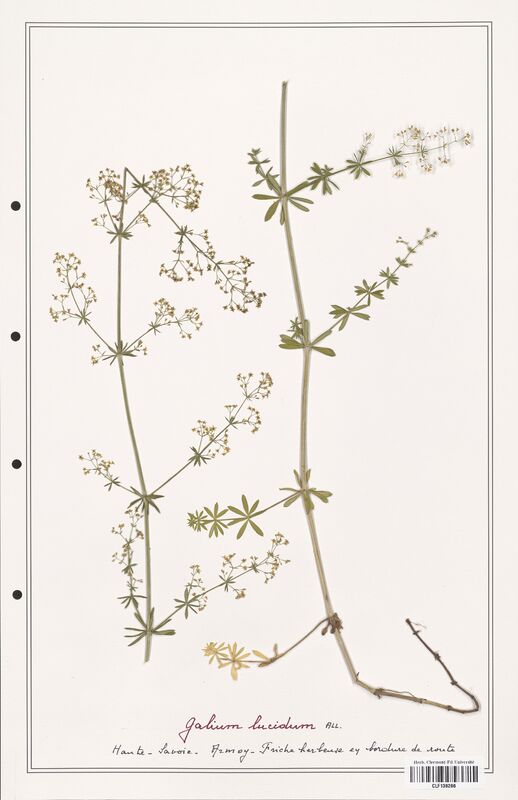 Galium lucidum  (Rubiaceae)