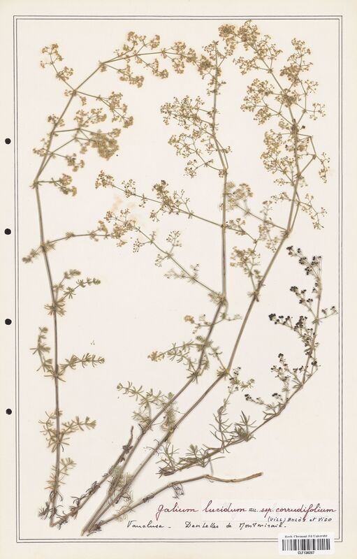 Galium lucidum  (Rubiaceae)