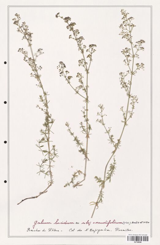 Galium lucidum  (Rubiaceae)