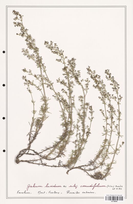 Galium lucidum  (Rubiaceae)