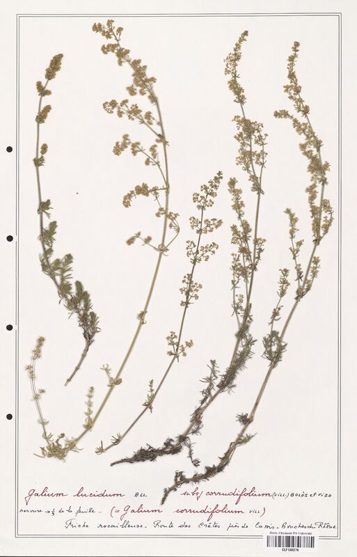 Galium lucidum  (Rubiaceae)