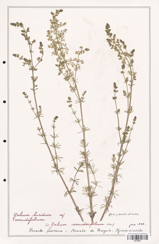 Galium lucidum  (Rubiaceae)